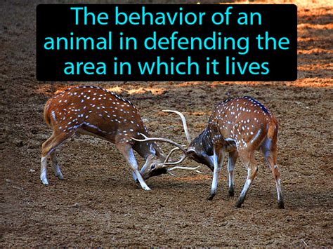  Showing territorial behaviors, like protecting their home or yard