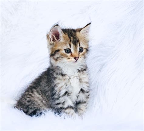  Siberian Kittens for Sale