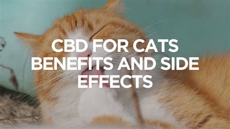  Side Effects of CBD in Cats There isn