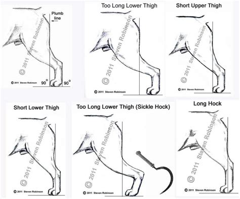  Side View: Good angulation will allow the rear toes to align with the point of the rump or within one to two paw-lengths behind the point of the rump, with the rear pasterns remaining perpendicular to the ground and parallel to one another