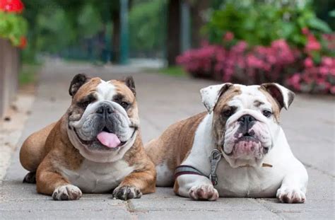  Signs of a Calming Bulldog Bulldogs start to calm down as they mature and become more mature