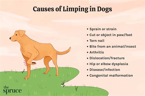  Signs of a back injury in dogs can range from limping to even paralysis, which often starts with the back legs