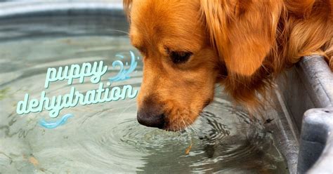  Signs of dehydration in a puppy: There are a few signs that can be a giveaway that your puppy may be dehydrated