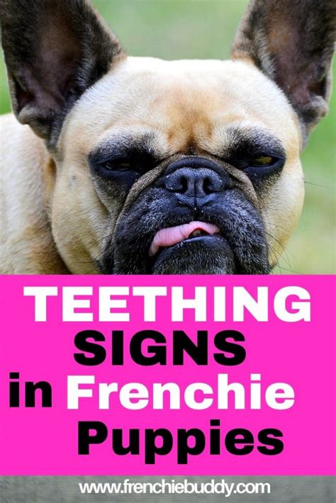  Signs of teething in French Bulldog puppies As you might have already experienced with your French Bulldog puppy, the first sign of teething is them chewing everything in sight