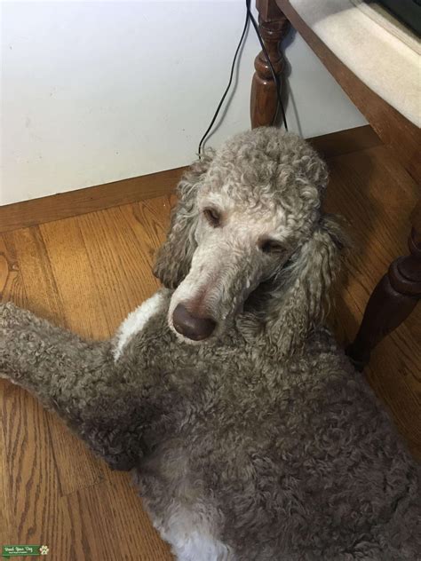  Silver Beige - This is a diluted brown, therefore a true silver beige Poodle is born brown