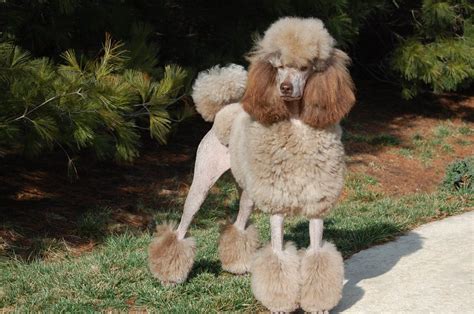  Silver Beige Unlike cafe au lait, silver beige is a diluted shade of brown, and most silver beige Poodles are born brown, clearing around their face and paws within the first six weeks of life