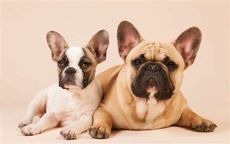  Similarly to young pups, senior Frenchies are more vulnerable and will need a diet that is enriched with certain nutrients in order to keep them healthy