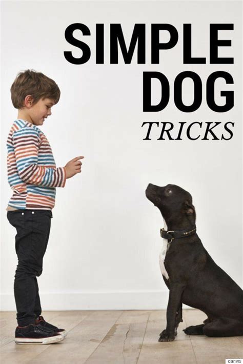  Simple sits and recalls, puppy tricks, they all make a big difference to how your dog behaves towards you and feels about you as they grow