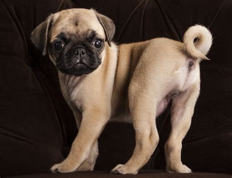  Since Pugs do have such a distinctive look, however, you can use your judgement to see if the dog displays usual Pug characteristics and markings