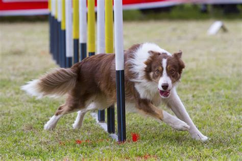  Since Rhodesian Shepherds are athletic dogs, competitive canine sports are an excellent option as a way to exercise and bond
