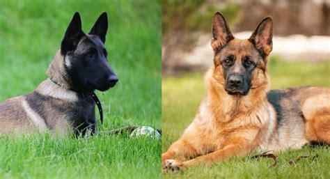  Since both of the dogs involved in the parenting of the German Malinois were bred to be herding dogs, the German Malinois has the drive in their DNA