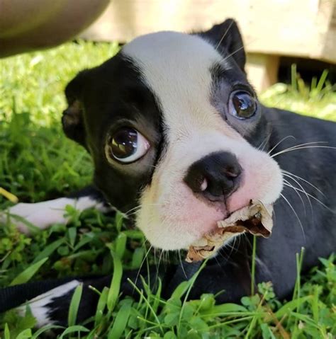  Since both parent breeds are generally known to be calm, loving and friendly, the Boston Terrier Pug Mix is a wonderful companion who likes to cuddle and play