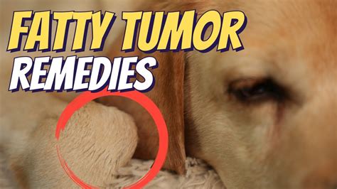  Since fatty tumors in dogs are not dangerous or life-threatening, surgery is usually not recommended to remove fatty tumors in dogs