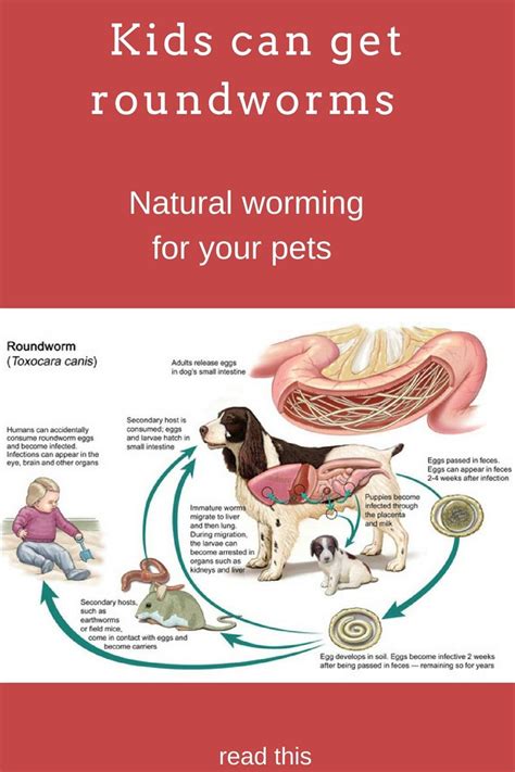  Since it is quite difficult to get rid of roundworms after infestation, a monthly deworming routine will be ideal to keep your French bulldog safe