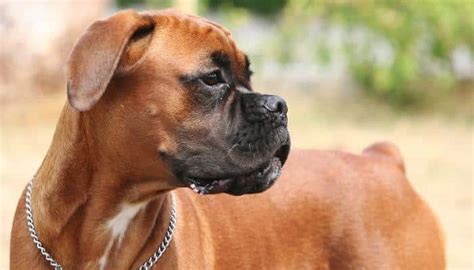  Since many regard the Boxer as an ideal family dog, you may find a number of places that sell them online