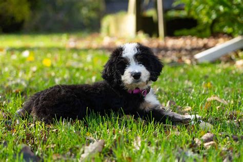  Since most bernedoodles shed little, if at all, they need to be brushed regularly to prevent matting, and must be clipped every few months