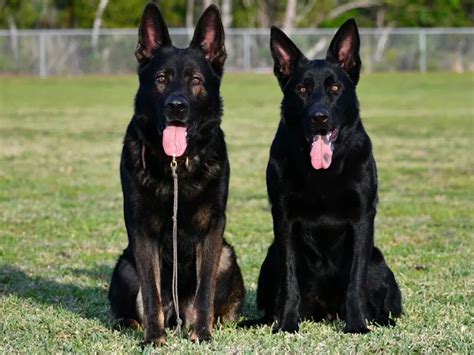  Since not all German Shepherds have the recessive gene for a black coat, producing a Black Shepherd rarely happens