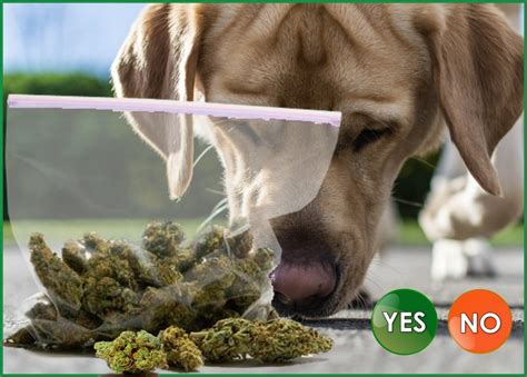  Since police dogs are trained to smell THC in marijuana, many of these dogs cannot be untrained as a result