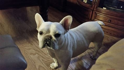  Since rare color Frenchies are prone to health and genetic problems , it is extremely important to find a reputable breeder who uses responsible breeding techniques with the right precautions otherwise you may be sinking your life savings into a dog that will be at the vet all the time, will be sick and may die prematurely