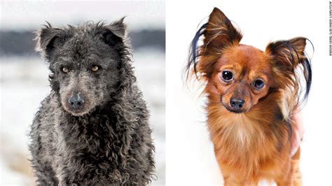  Since the breed is officially recognized their fur has generated much controversy