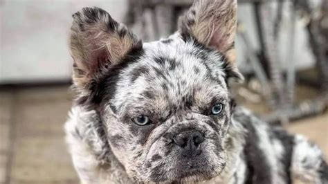  Since the merle gene affects the skin pigment as well, when a merle patch crosses the eye area the Frenchie will have bright forever blue eyes