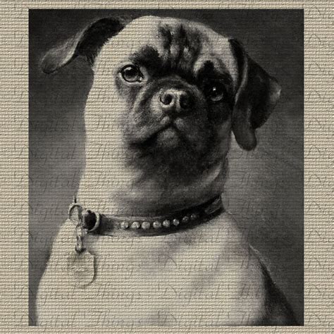  Since there has been a trend in some countries to breed "retro pugs"