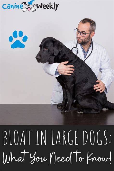  Since they are a larger breed, they are more susceptible to bloat which requires emergency surgery and can be fatal