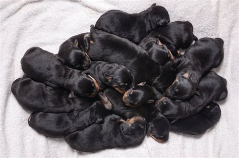  Since they are dedicated solely to this breed, they can emphasize quality care in all of their litters