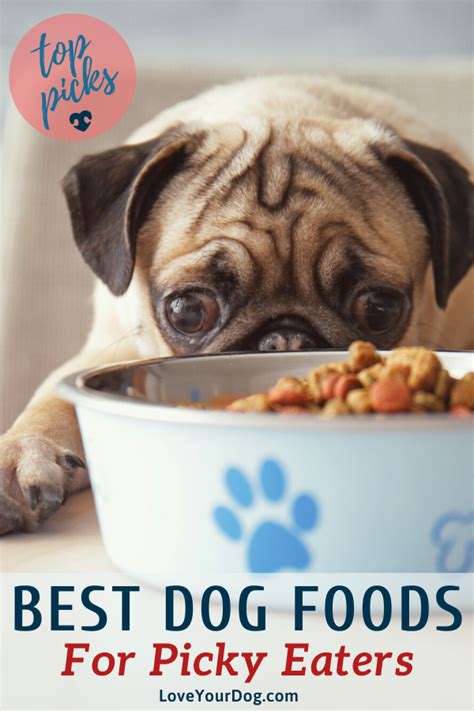 Since they are not choosy eaters, these dogs can adapt well to new meals