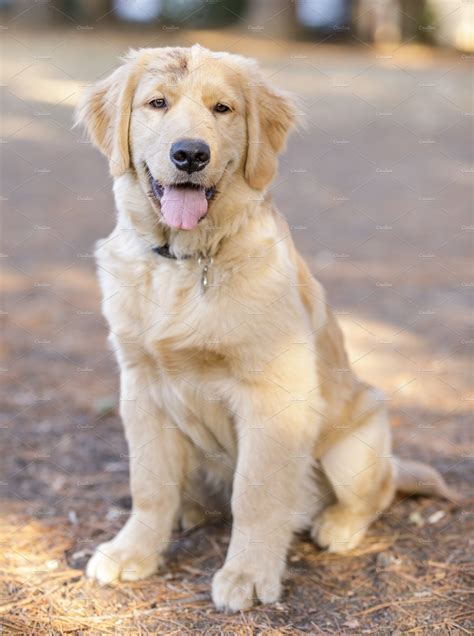  Since they do not shed, if at all very little no where as much as the Golden Retriever, they are a sensible great pet if you have family members who are sensitive to dog dander and shedding
