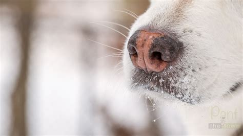  Since veterinary science has yet to determine the cause of dog snow nose, there is really nothing that can be done to prevent it, says Dr