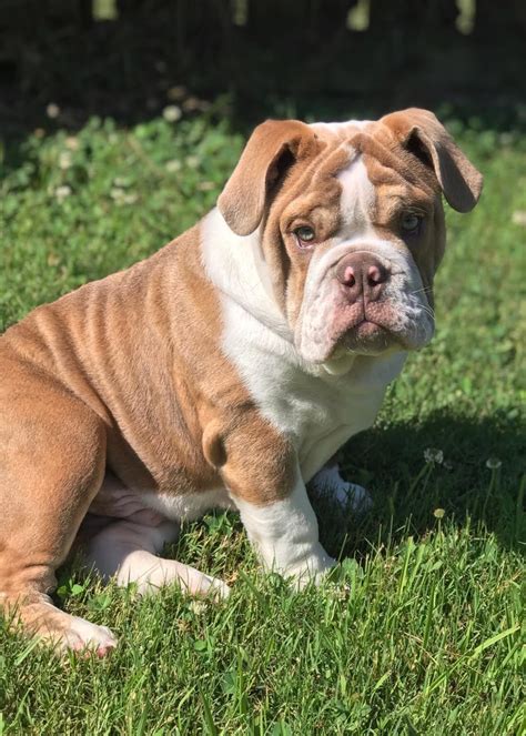  Since we are not a mass producer or re-seller we do not have English Bulldog puppies for sale all of the time