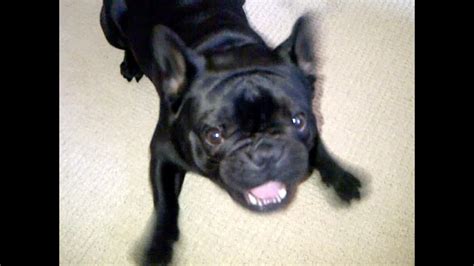  Sir Barks-a-Lot French Bulldogs may have a loud bark despite their small size, making this name a humorous choice