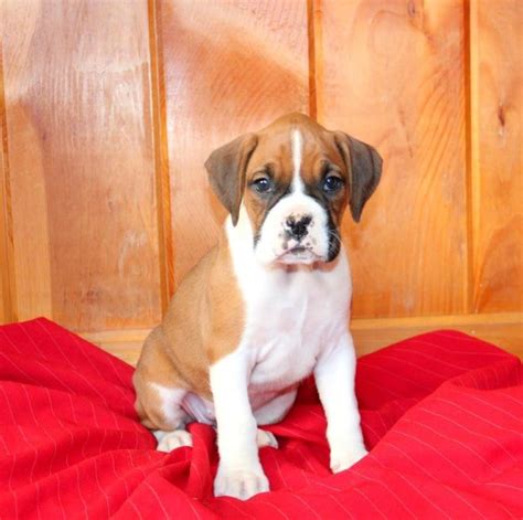  Sire comes fro… Boxer Pups for Sale 