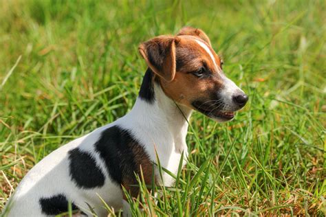 Six is a big number, considering how tiny Jack Russels are! A healthy Labrador between 2 and 5 years old has the best chance of having a big litter