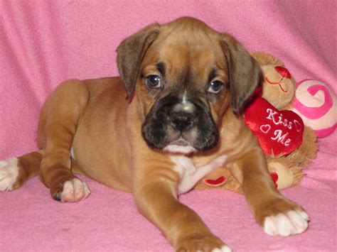  Six week old boxer puppies for sale 6 males 0 and one female 0 tail dock and declawed and dewormed mother on site