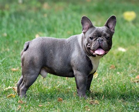  Size Blue French bulldogs are a small breed of dog and typically weigh between 16 and 28 pounds, with males being larger than females