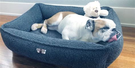  Size Choosing a dog bed with enough space for your bulldog to get comfortable is crucial when buying bulldog beds