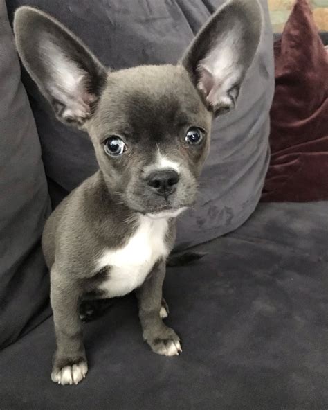  Size Owning a French Bulldog x Chihuahua mix comes with the advantage of having a small size