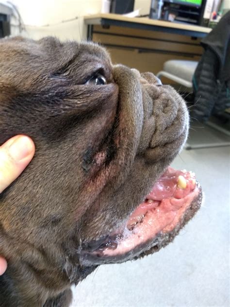  Skin Infections Your French Bulldog is prone to a form of skin infection called lip-fold pyoderma, which occurs because the folds of skin along the lower jaw are usually moist