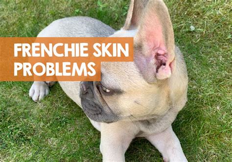  Skin Issues People recognize French bulldogs by their smushy faces and skin folds, but these adorable attributes can also lead to skin problems