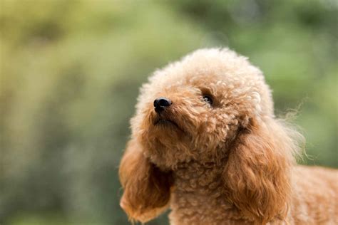  Skin allergies: Poodles can develop skin allergies due to a variety of factors, including food, environmental allergens, and flea bites
