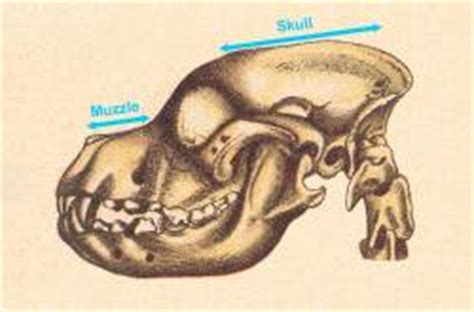  Skull: The ideal muzzle-to-skull ratio is between and , with the topskull being longer than the muzzle