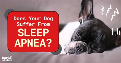  Sleep apnea — some dogs suffer from sleep apnea, making it hard for them to sleep