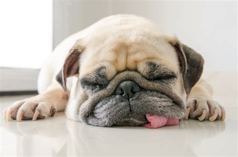  Sleep deprivation in dogs can lead to weakened immunity, leading to chronic infections and other conditions like obesity