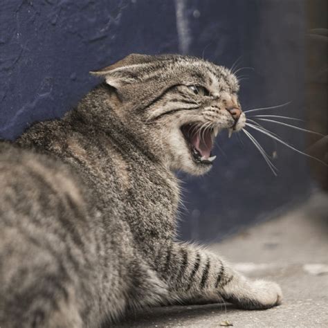  Slowly reintroduce the cats: Pets may display aggressive behavior toward a new pet being introduced into the house