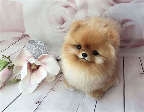  Small female and cute Pomeranian puppy
