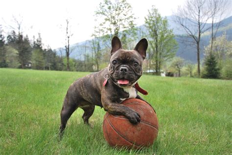  Small-time breeder Flawless Frenchies lives in the foothills of the Appalachian Mountains
