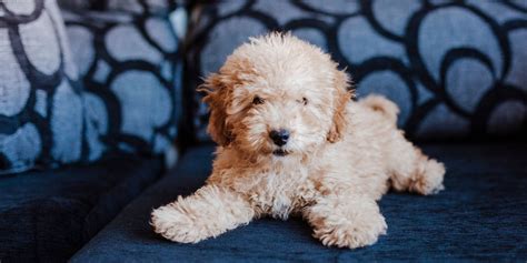 Smaller versions have more poodle characteristics, meaning they may have more energy than medium or standard bernedoodles