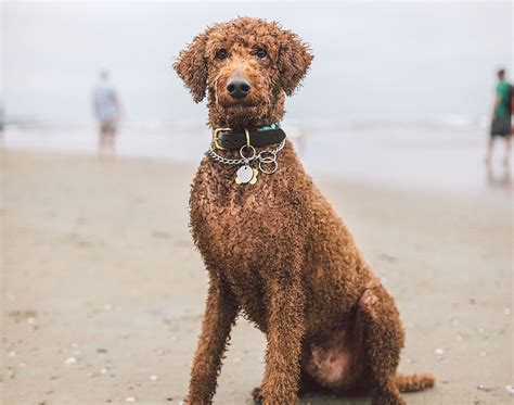  Smart lifestyle choices are essential in keeping your Poodle happy and healthy